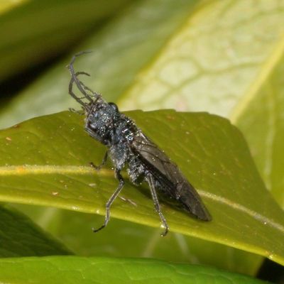 Genus Dolerus