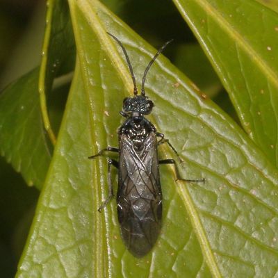 Genus Dolerus