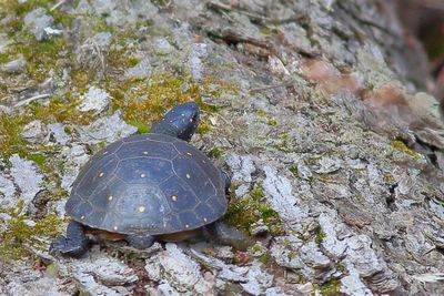 Spotted Turtle