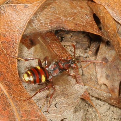 Genus Nomada