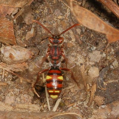 Nomada gracilis