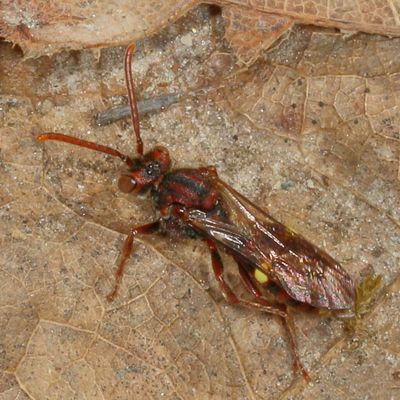 Genus Nomada