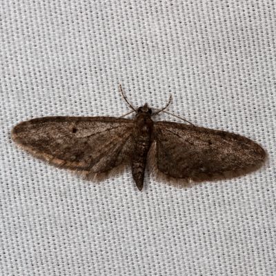 7445-7648 : Eupithecia, Lithostege