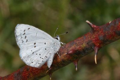 Spring Azure