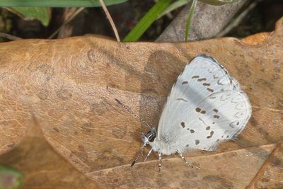 Summer Azure / spring brood