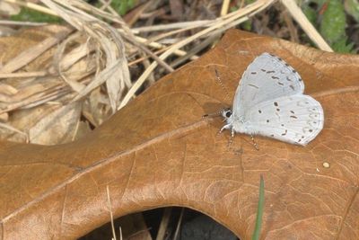 Summer Azure / spring brood