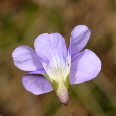 Genus Viola