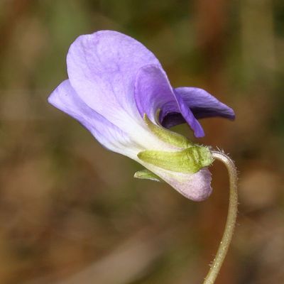 Genus Viola