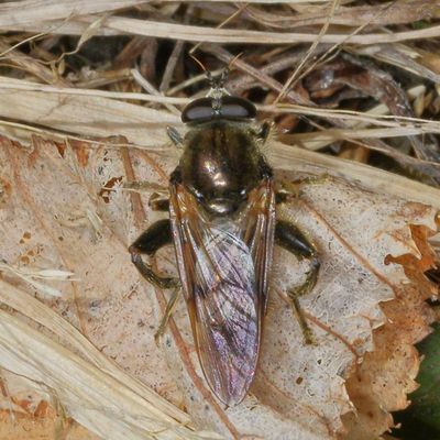 Brachypalpus oarus ♂