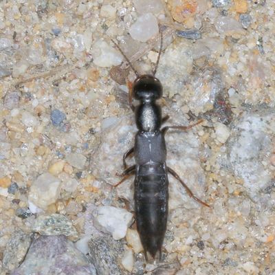 Genus Tasgius