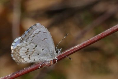 Spring Azure, form lucia