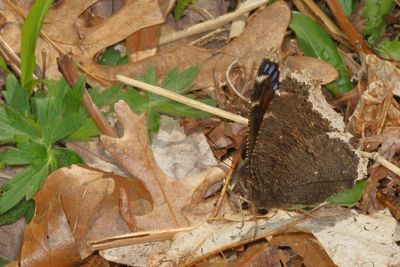 Mourning Cloak