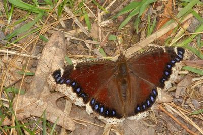 Mourning Cloak