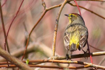 Palm Warbler