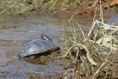Spotted Turtle