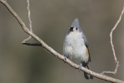 Tufted Titmouse