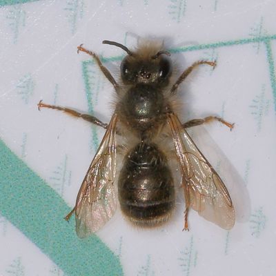 Osmia cornifrons or taurus