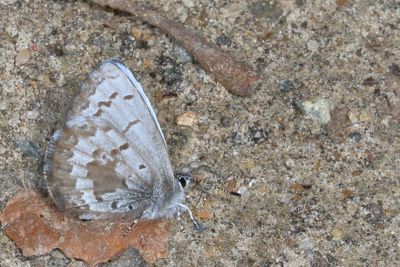 Spring Azure, form lucia