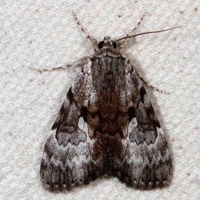 Hodges#8849 * Andromeda Underwing * Catocala andromedae