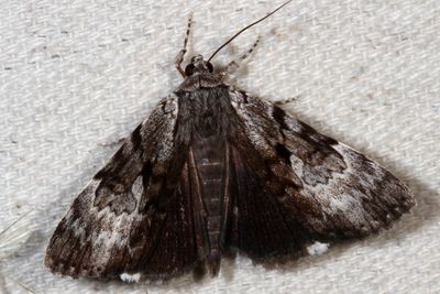 Hodges#8849 * Andromeda Underwing * Catocala andromedae