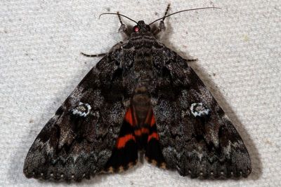 Hodges#8801 * Ilia Underwing * Catocala ilia