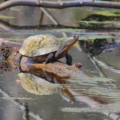 Blanding's Turtle