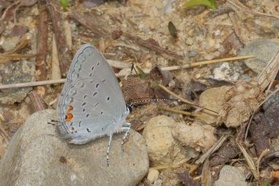 Eastern Tailed-Blue