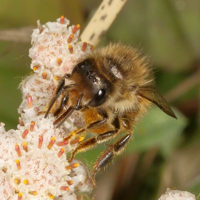 Genus Osmia ♀