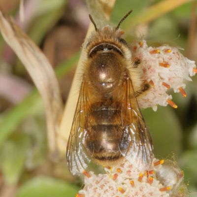 Osmia cornifrons ♀