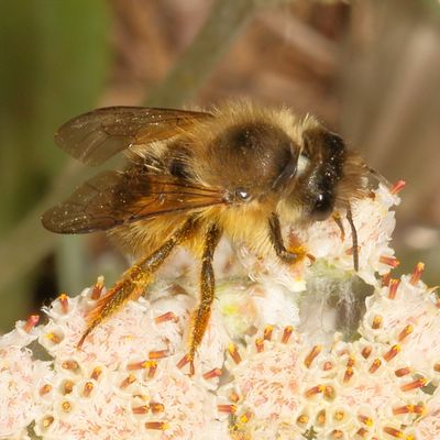 Genus Osmia ♀