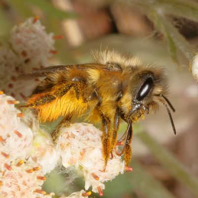 Osmia cornifrons ♀