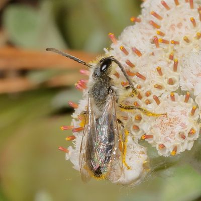 Andrena ♂