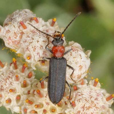 Ischnomera ruficollis * Red-necked False Blister Beetle