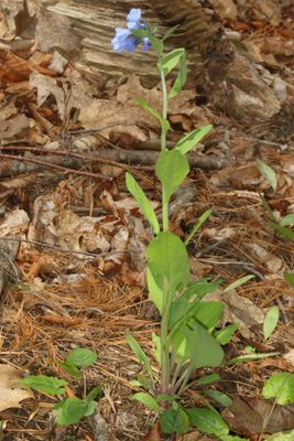 Mertensia virginica * Virginia Bluebells