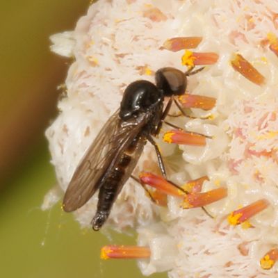 Family Empididae * Dance Flies