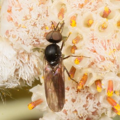 Family Empididae * Dance Flies