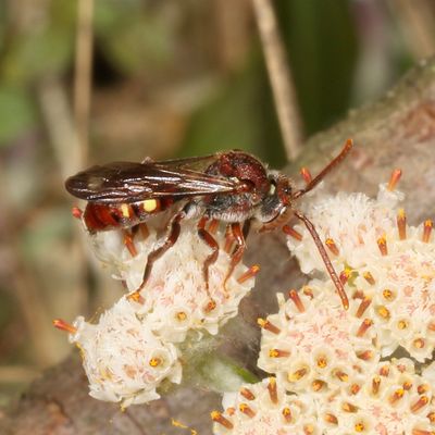 Nomada