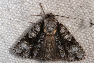 Hodges#9226 * Splendid Dagger *Acronicta superans