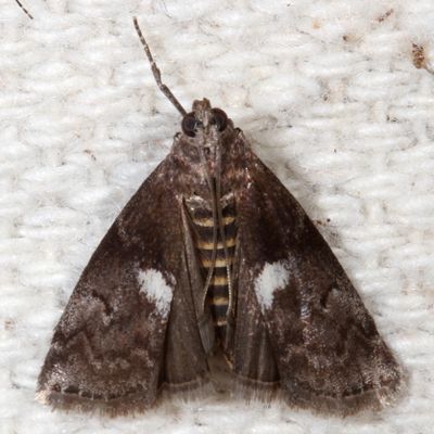 Pyraloidea through Pyralinae Moths : 4703 - 6088
