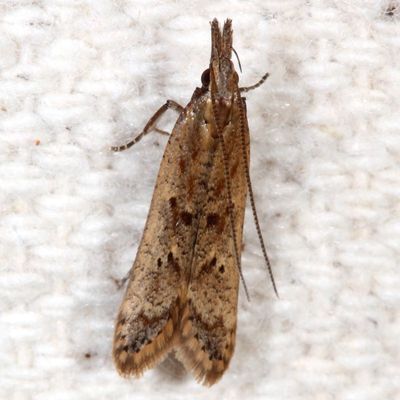 Pre-Tortricid Micros Moths : 0001-2700