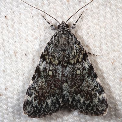 Noctuidae - Catocalinae Moths : 8770 - 8879