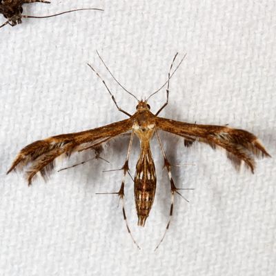 Pterophoridae - Plume Moths : 6089-6234
