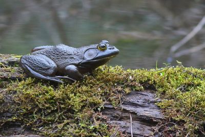 American Bullfrog