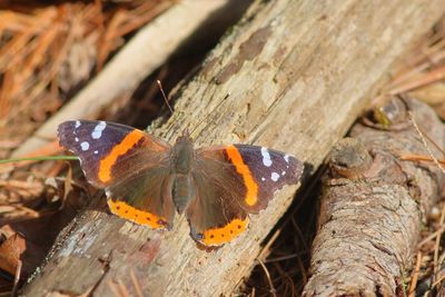 Red Admiral