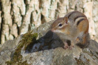 Eastern Chipmunk