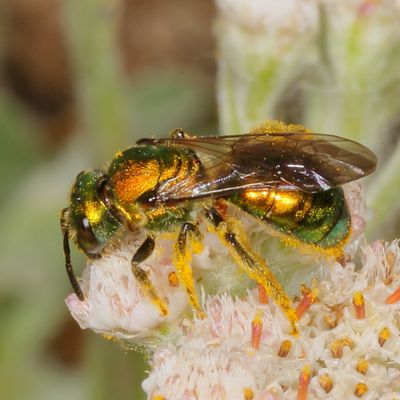 Augochlora pura