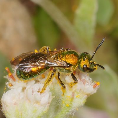 Halictidae : Sweat, Furrow, Nomiine & Short-faced Bees