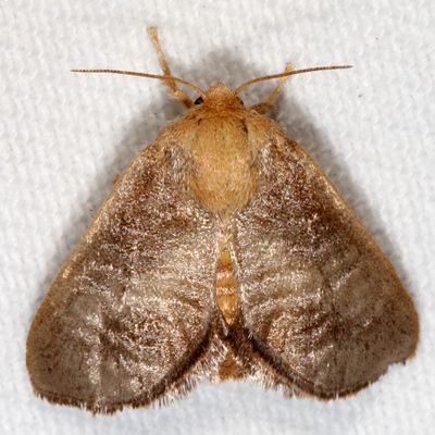 Hodges#4681 * Crowned Slug * Isa textula
