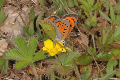 American Copper