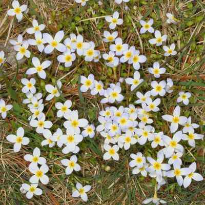 Houstonia caerulea * Azure Bluet